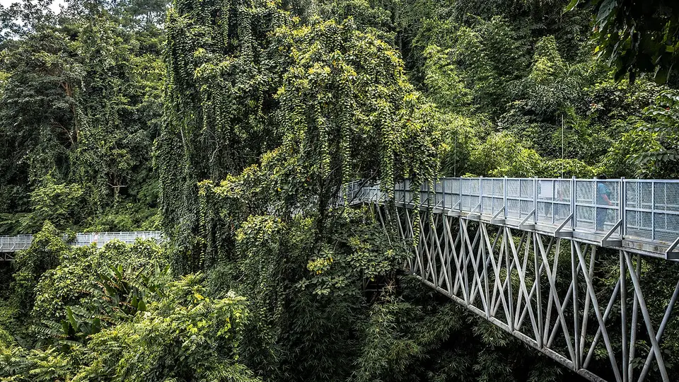Canopy Walks